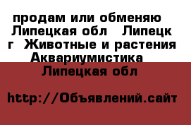 продам или обменяю - Липецкая обл., Липецк г. Животные и растения » Аквариумистика   . Липецкая обл.